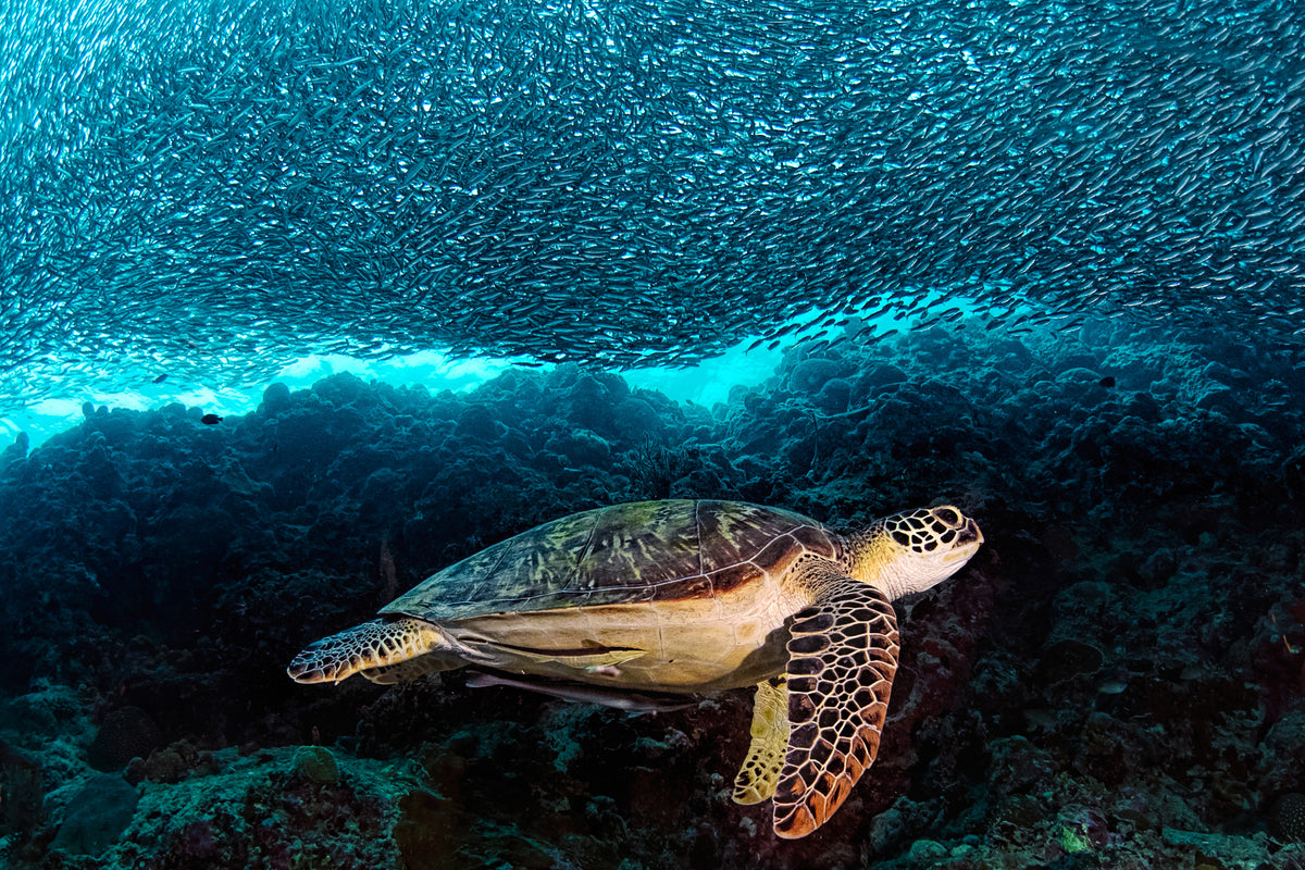 acrylic-print-turtle-and-sardines-x