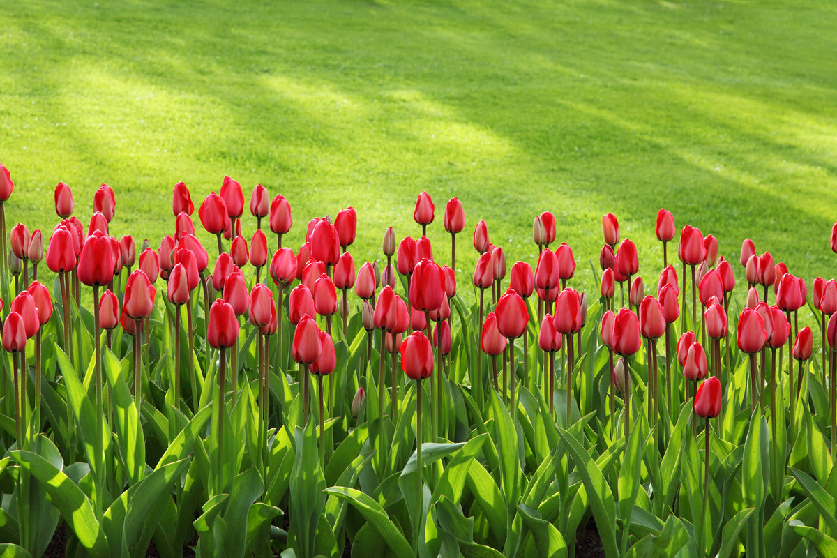 acrylic-print-red-tulip-field-in-the-sunlight