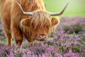 framedposter-print-highland-in-heather-x