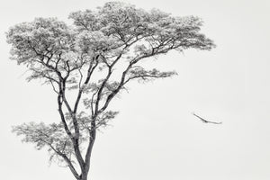 framedposter-print-the-african-eagle