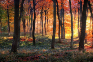 canvas-print-autumn-woodland-sunrise-x