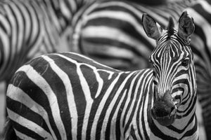 acrylic-print-stripes-x