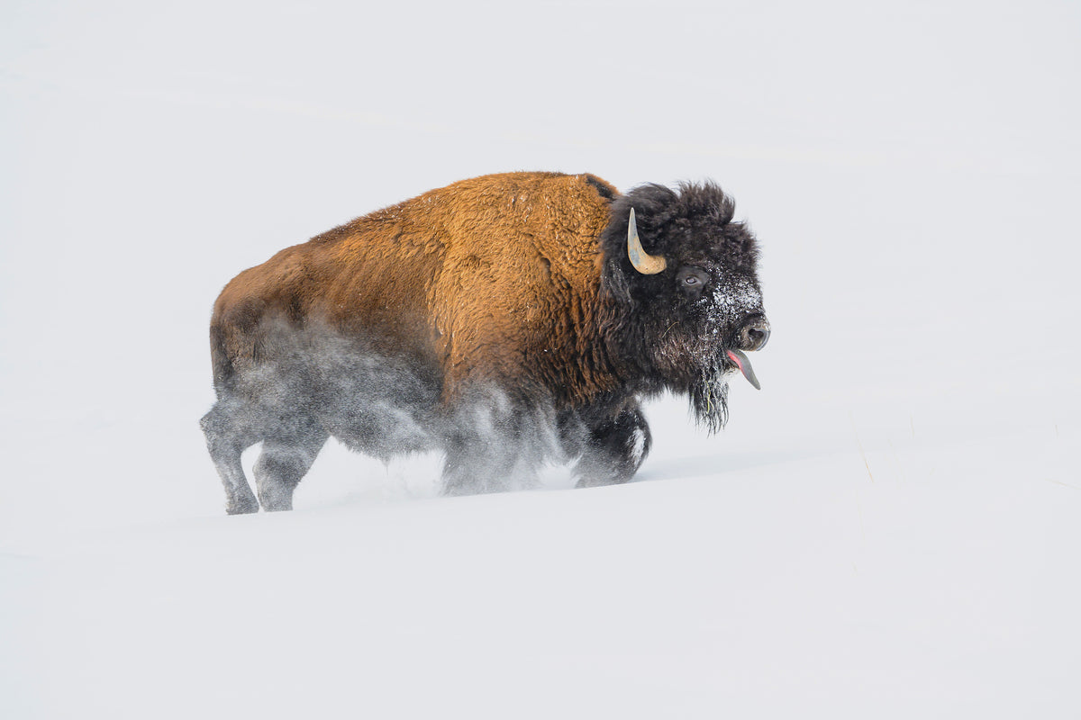canvas-print-bison-in-the-snow-x