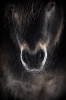 acrylic-print-ulysses-x