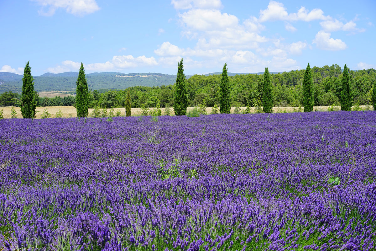 3-piece-canvas-print-magnificent-lavender-field