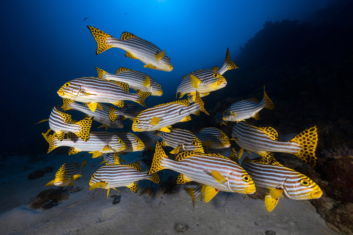 canvas-print-fish-in-the-dance-of-the-waves