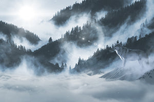 canvas-print-the-wolf-in-the-woods