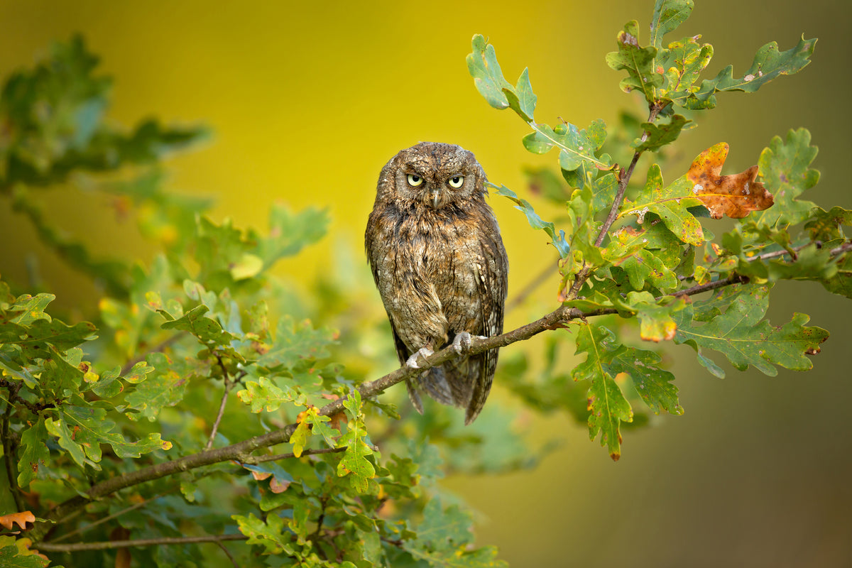 framedcanvas-print-eurasian-scops-owl-x