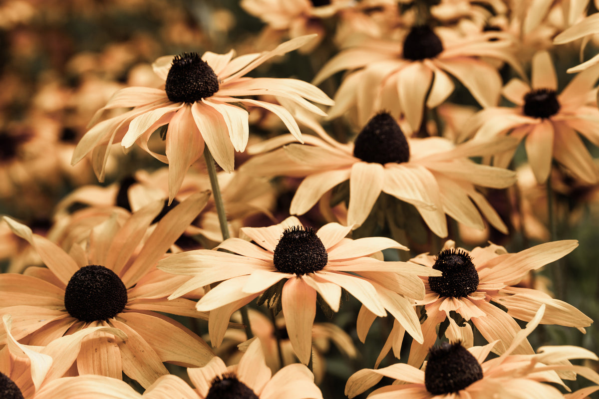 framedcanvas-print-daisies-in-sepia