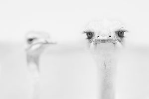 modern-3-piece-acrylic-print-funny-ostrich