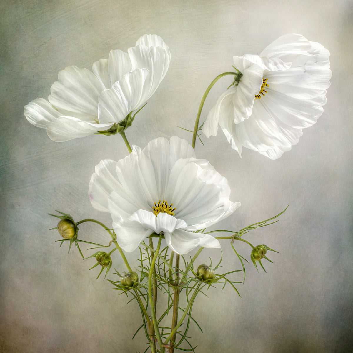 4-piece-acrylic-print-cosmos-charm