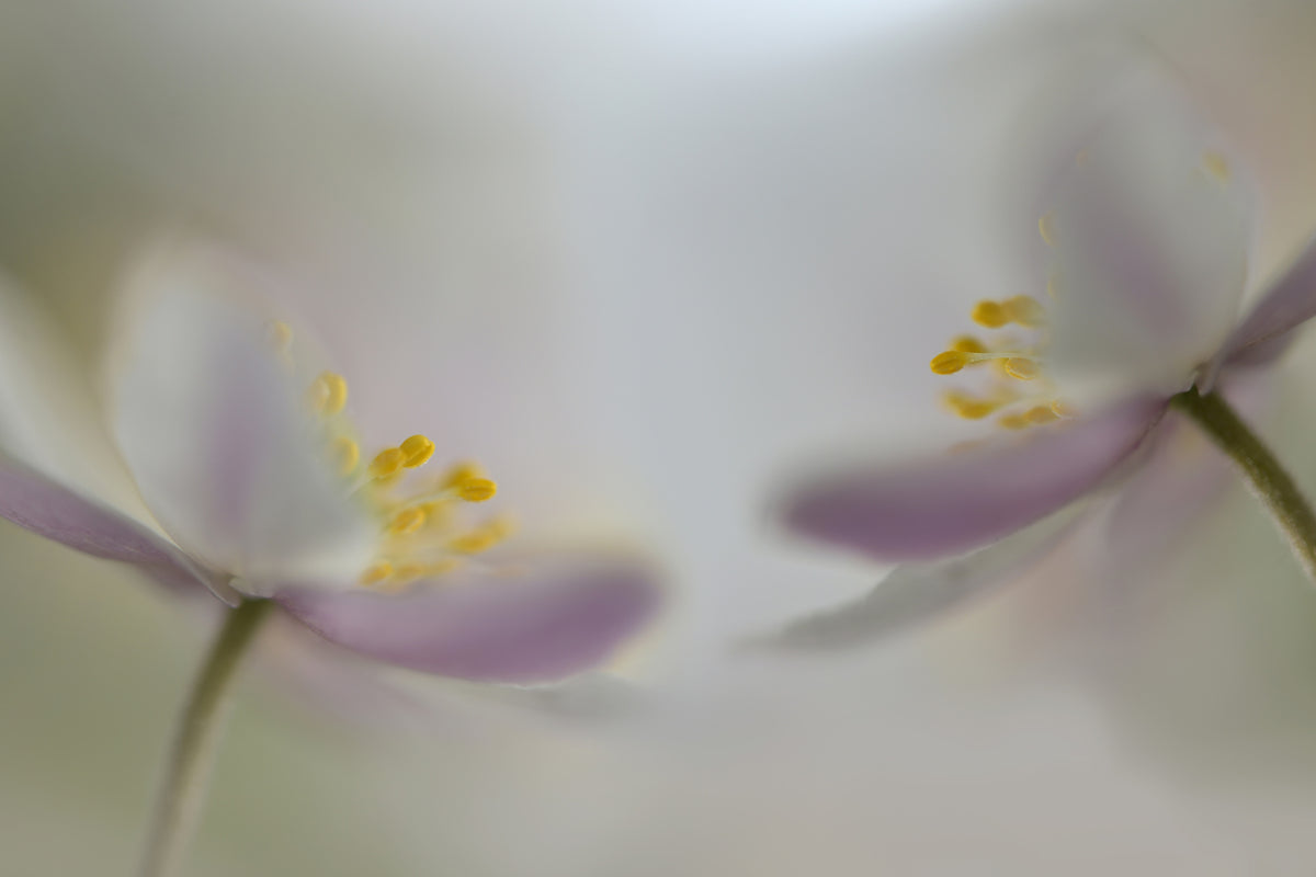framedcanvas-print-soft-whispering