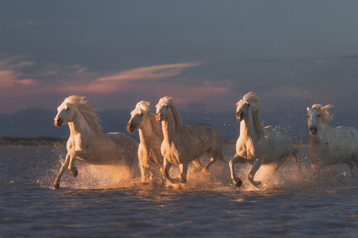 canvas-print-camargue-horses-on-sunset-xve