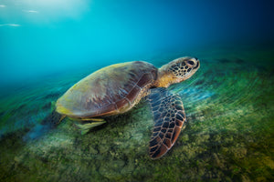 acrylic-print-green-turtle
