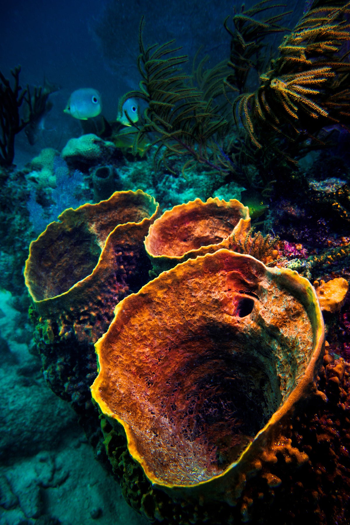 framedposter-print-coral-vulcanos