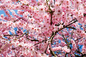 framedcanvas-print-wonderful-japanese-cherry