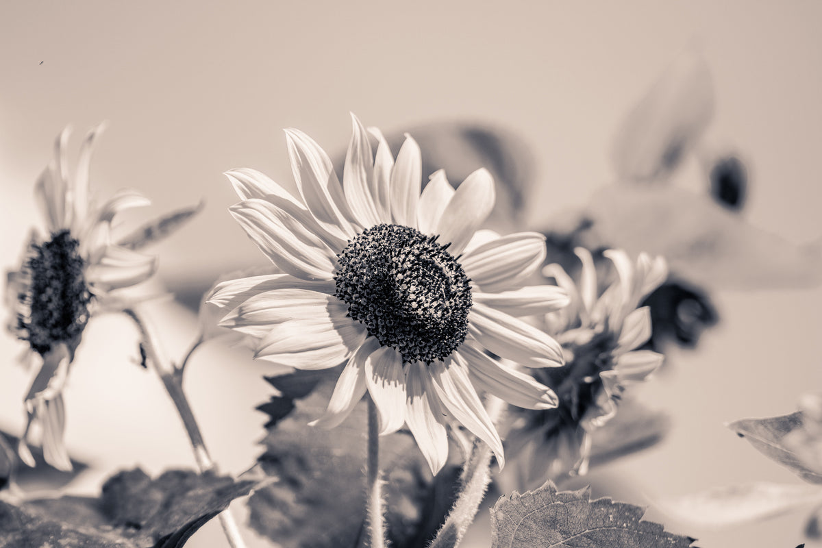 framedcanvas-print-sunflowers-sw