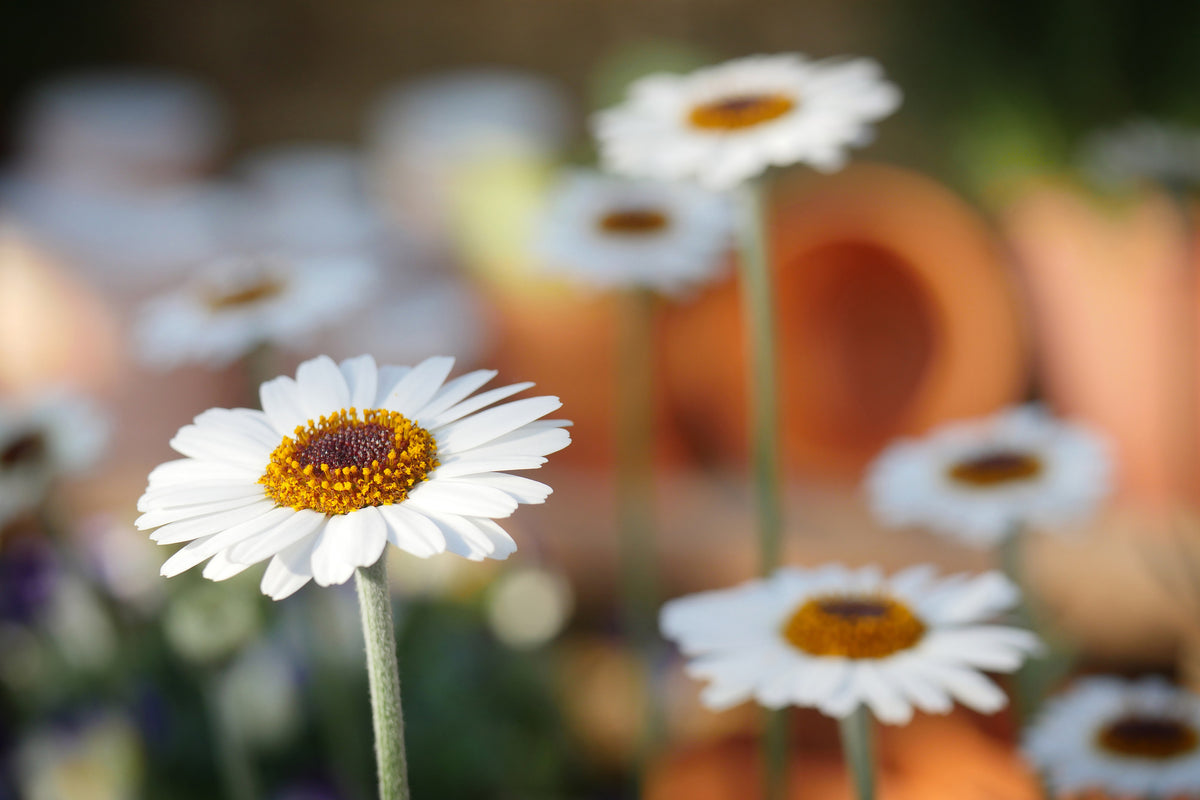 framedcanvas-print-daisies-xl