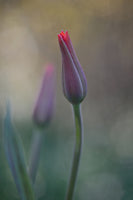 acrylic-print-desire-ii