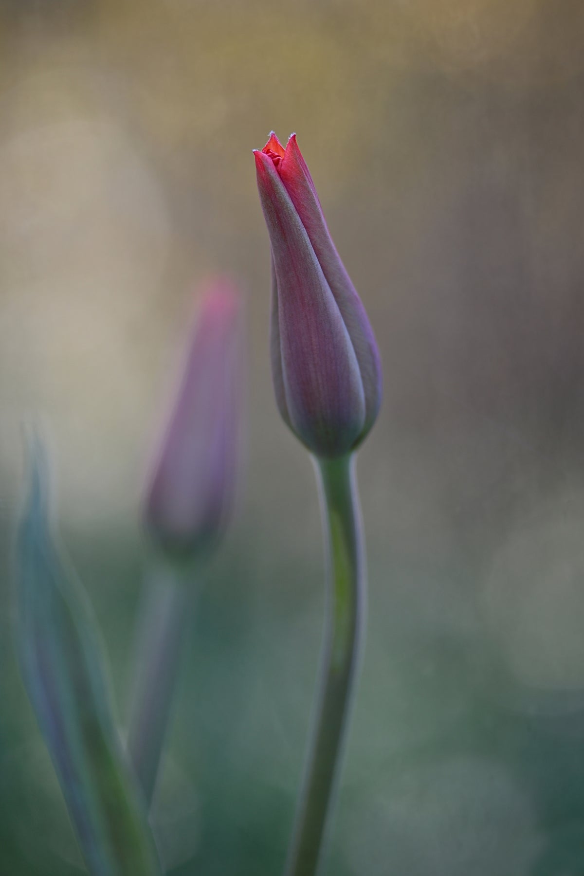 acrylic-print-desire-ii