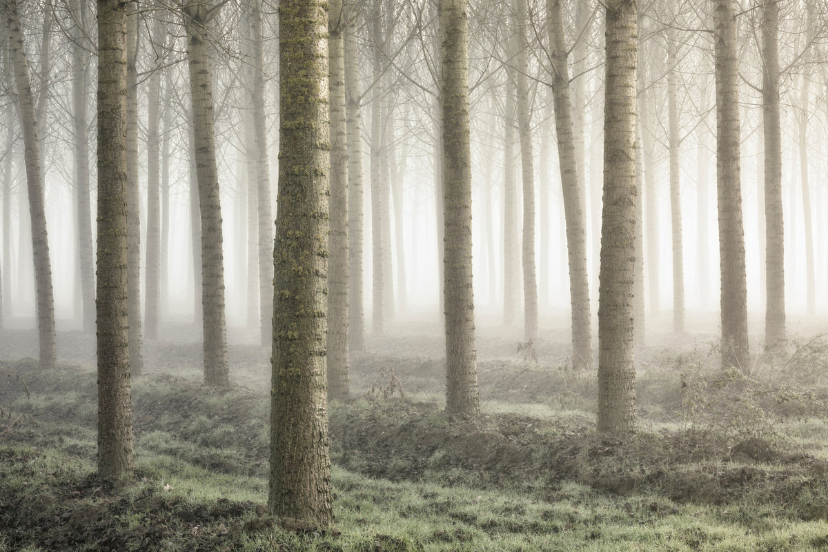 modern-3-piece-canvas-print-small-woodland
