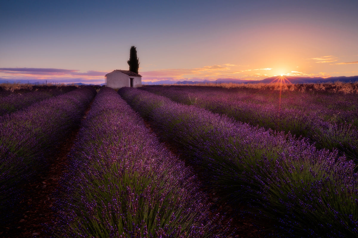poster-print-provence-lavender-x