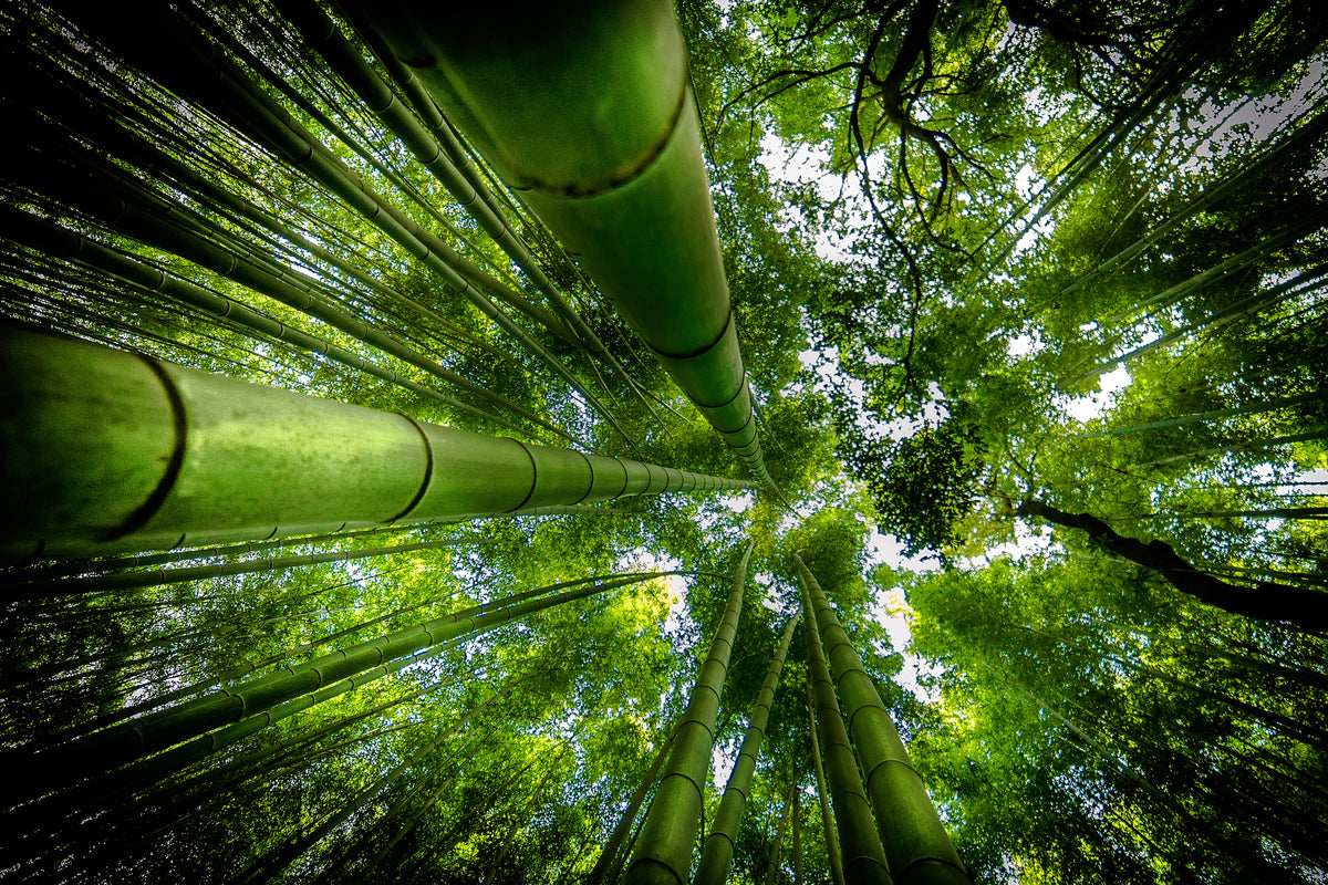 framedcanvas-print-arashiyama-x