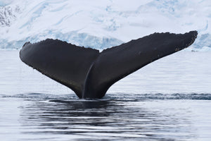 framedcanvas-print-the-humpback-whale