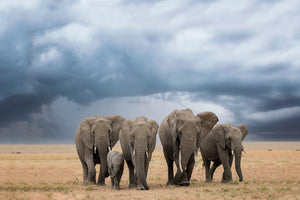 acrylic-print-elephant-walk-x