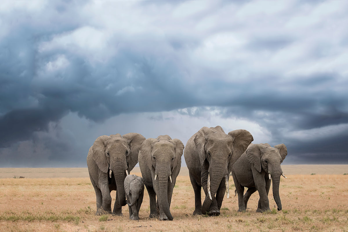 acrylic-print-elephant-walk-x