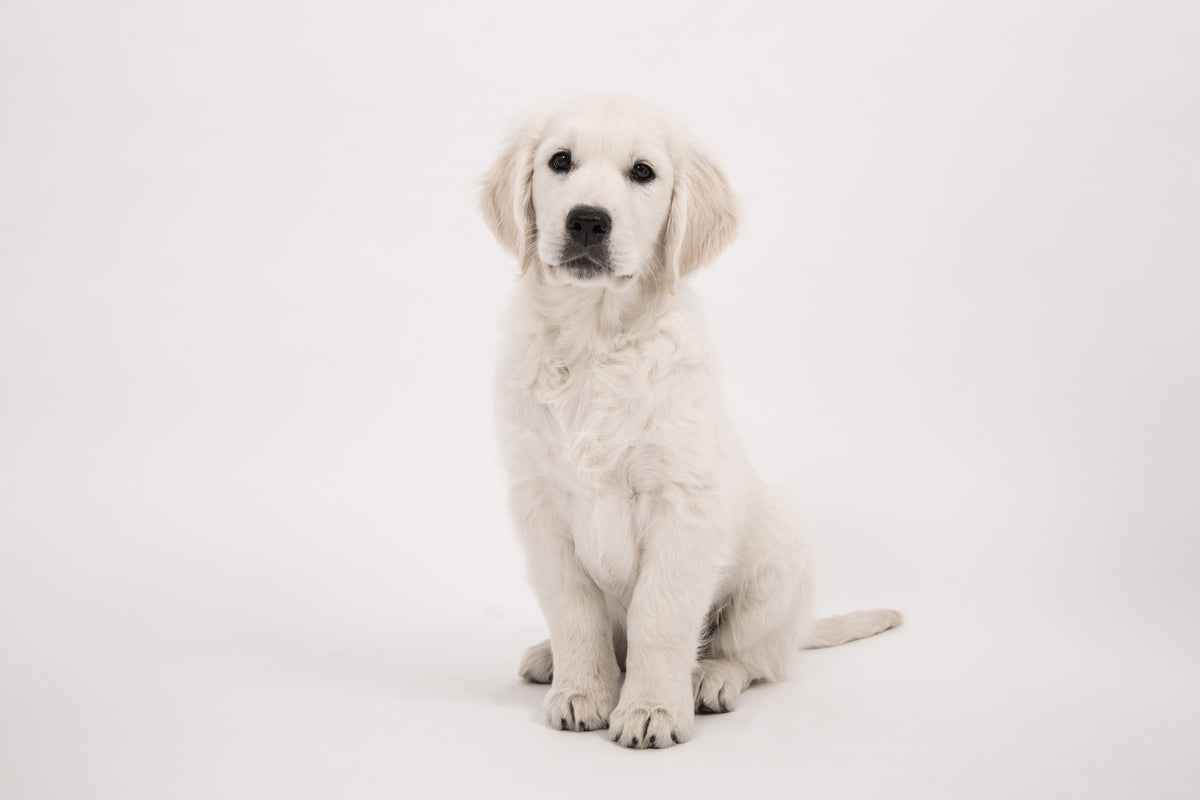 framedcanvas-print-sweet-golden-retriever-puppy