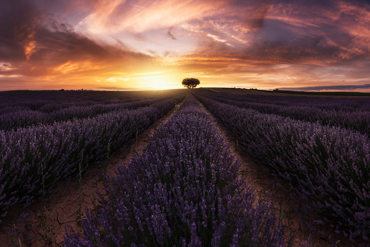 canvas-print-lavender-sunset
