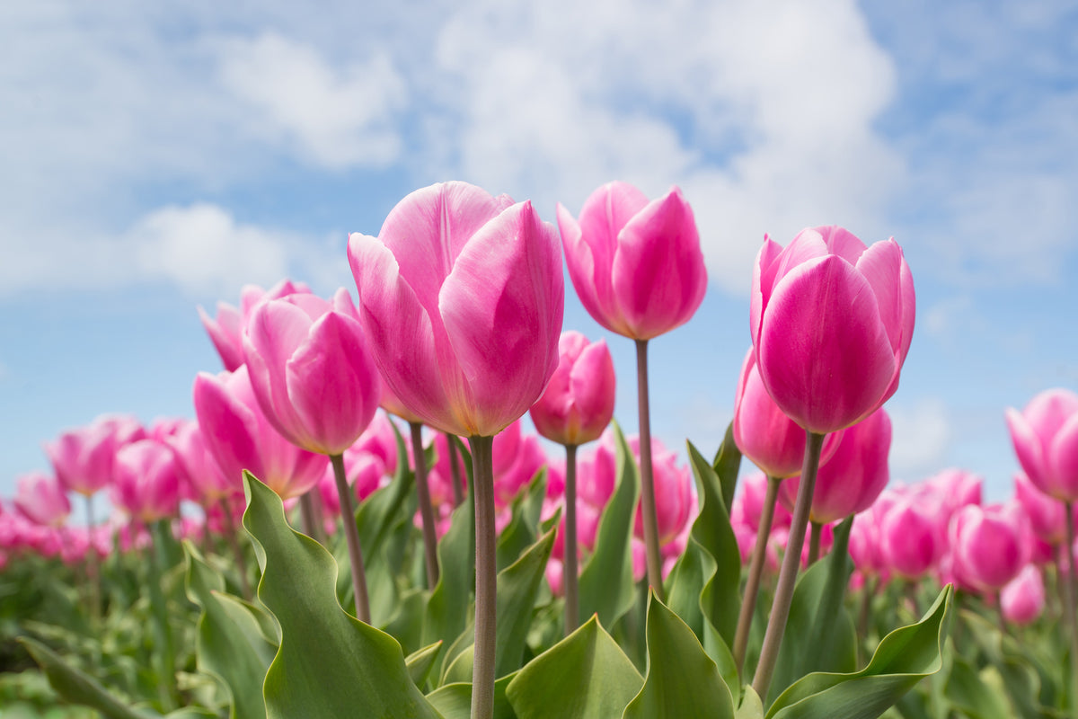 acrylic-print-tulip-field-in-pink
