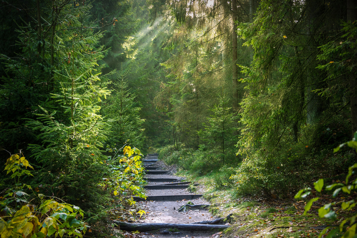 canvas-print-a-path-between-firs