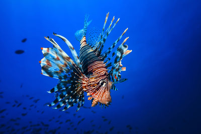 poster-print-lionfish-x