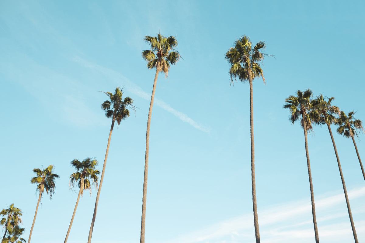 3-piece-aluminium-print-a-sky-full-of-palm-trees