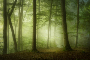 canvas-print-mysterious-spring-morning-x