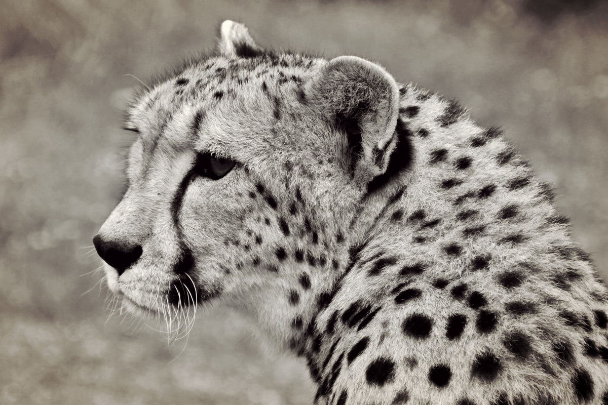3-piece-acrylic-print-beautiful-cheetah