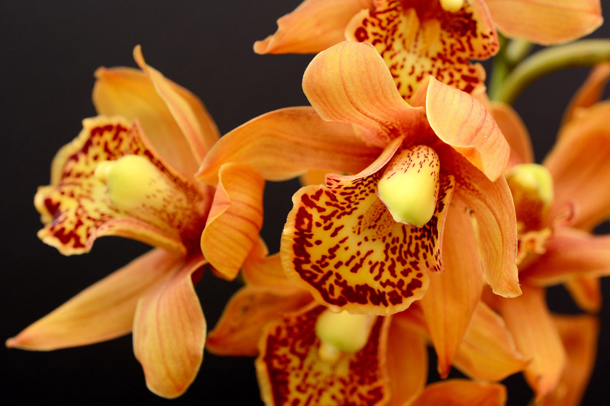 3-piece-acrylic-print-orchids-with-orange-flowers