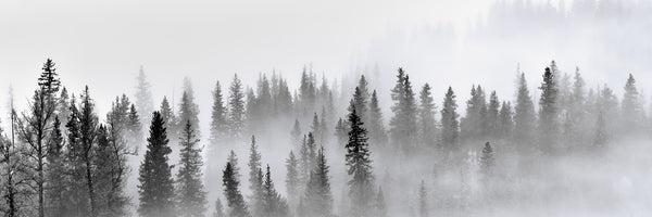 panoramic-3-piece-aluminium-print-foggy-forest-panorama