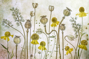 poster-print-poppies-and-helenium-x