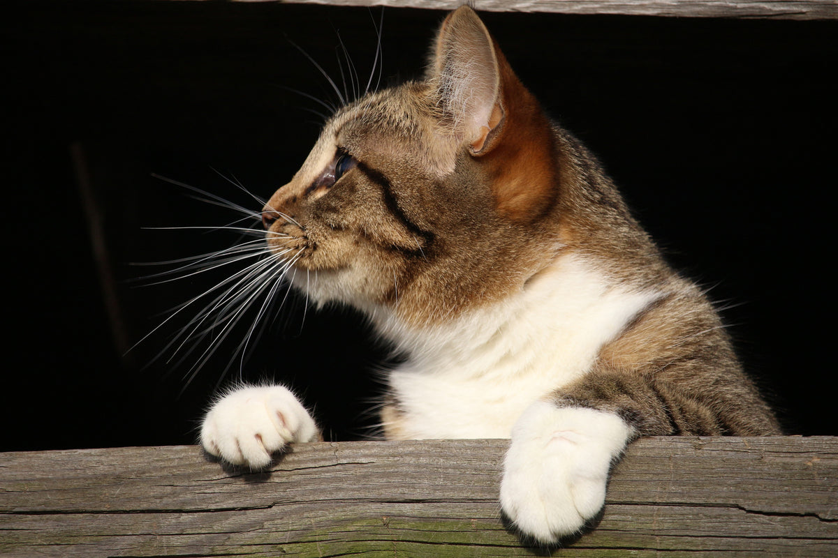 acrylic-print-xl-cat