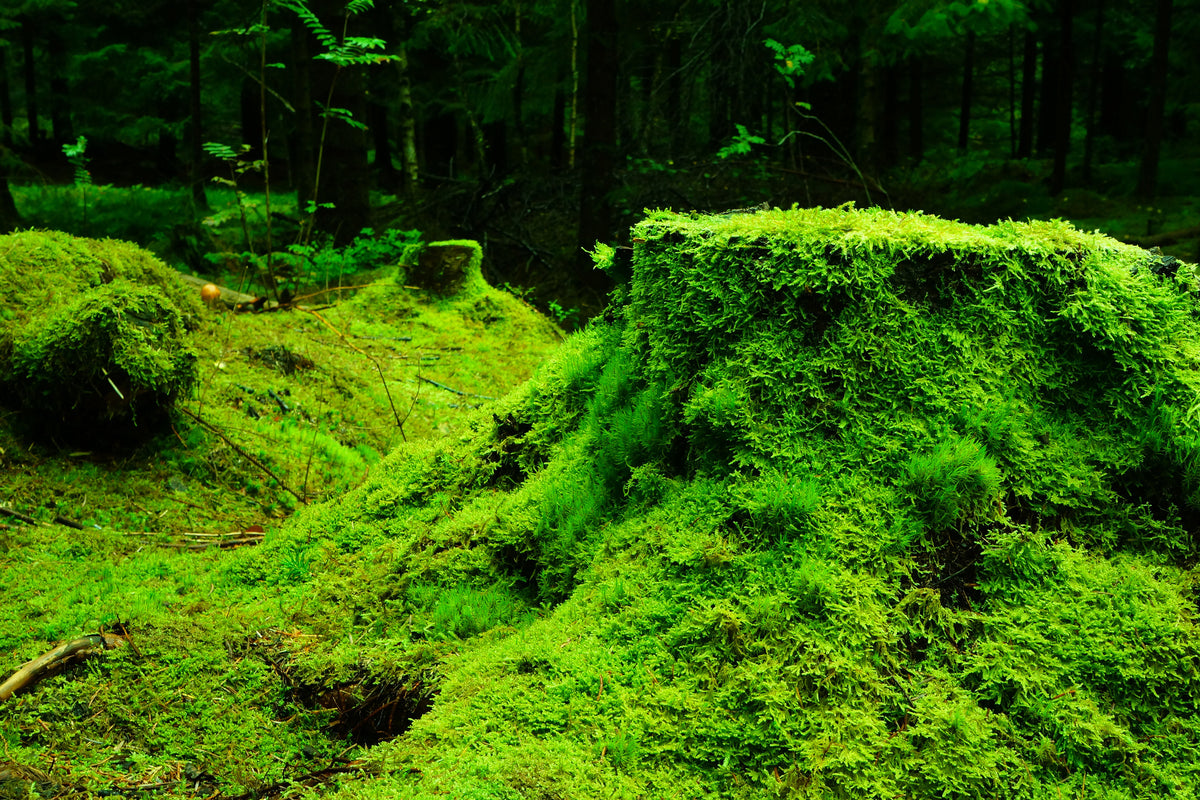 aluminium-print-moss-in-the-forest