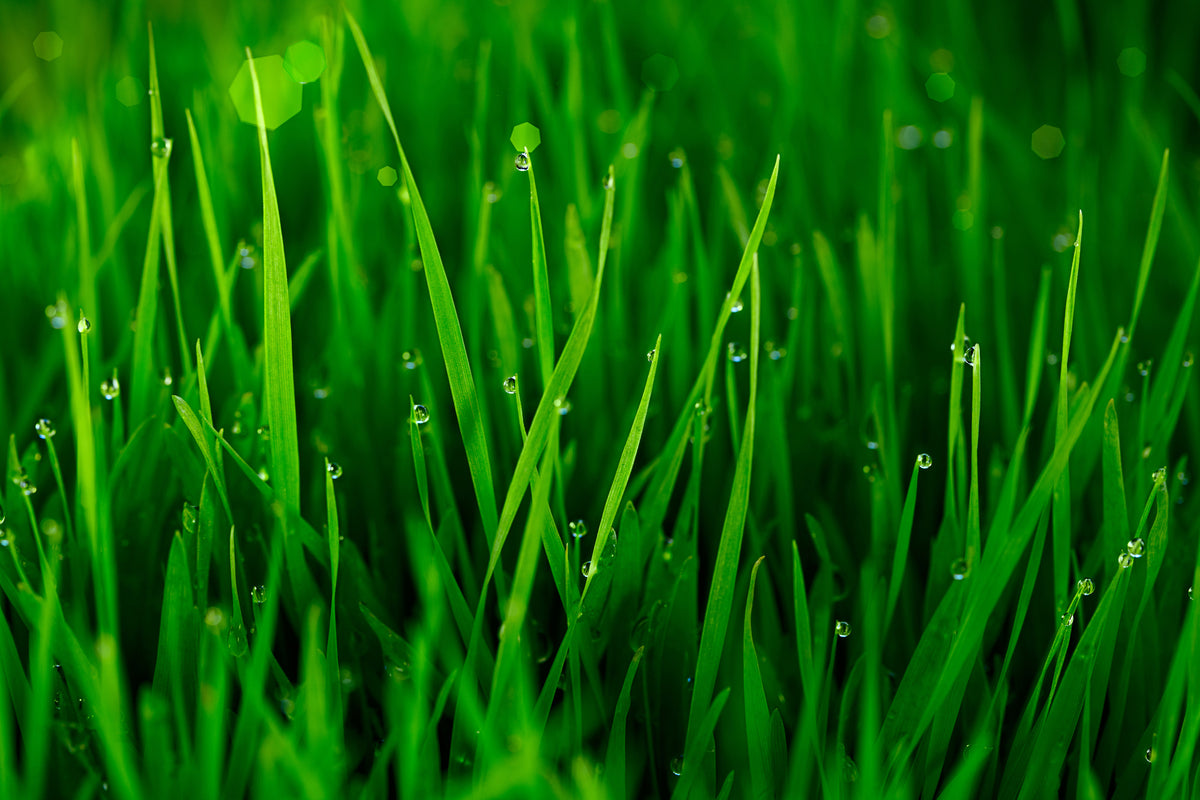 poster-print-grass-with-morning-dew