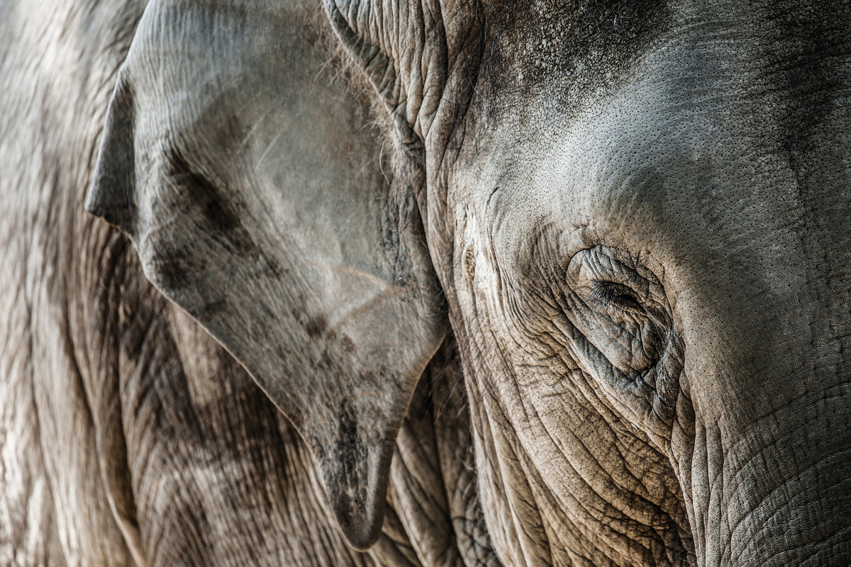 aluminium-print-close-up-elephant