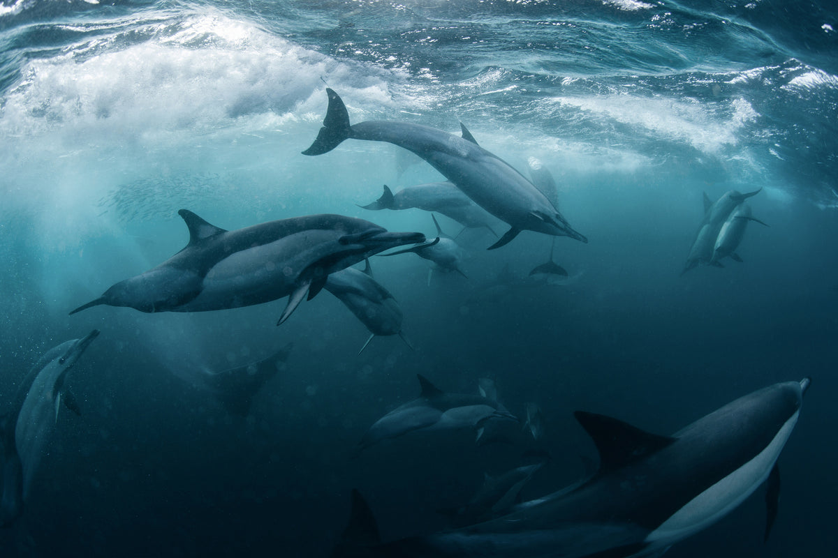 framedcanvas-print-dolphine-run-x