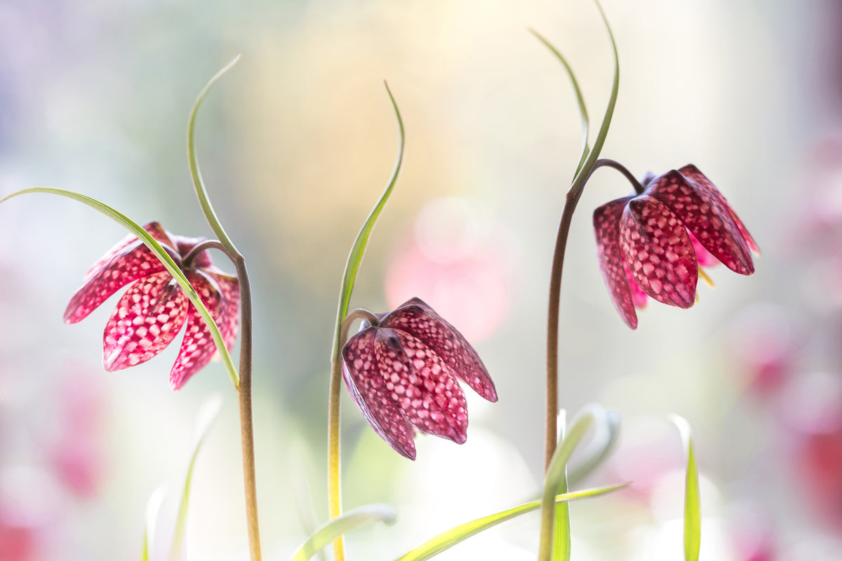 poster-print-snakes-head-fritillary-x
