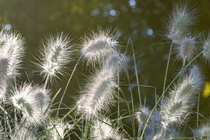 framedcanvas-print-ornamental-grasses-in-xl