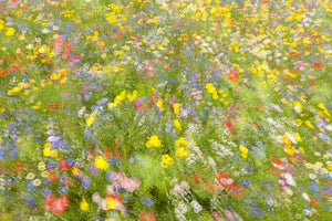 framedposter-print-summer-field-flowers-x