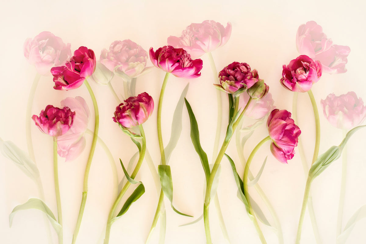 acrylic-print-tulips-xgj